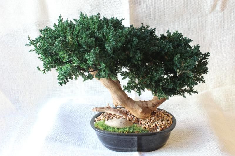 Double Bonsai Sandblasted - Click Image to Close